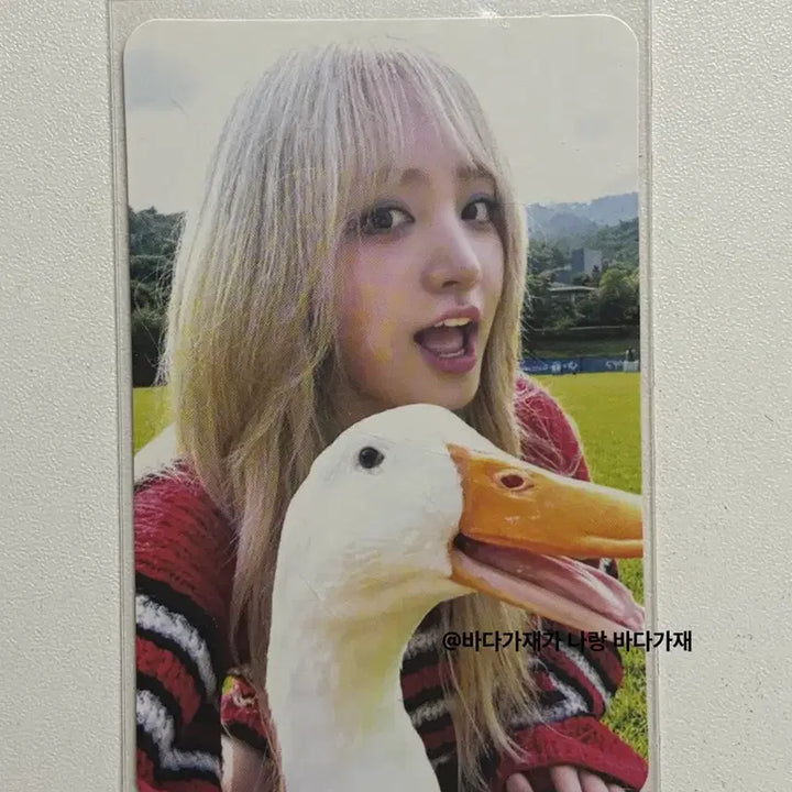 [BUNJANG] IVE Liz Duck Photocard / 아이브 리즈 오리 포카
