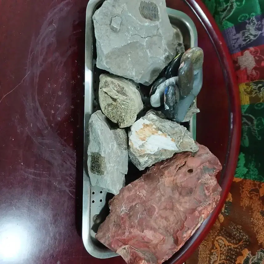 [BUNJANG] Assorted Fossil Set / 다양한 화석 세트