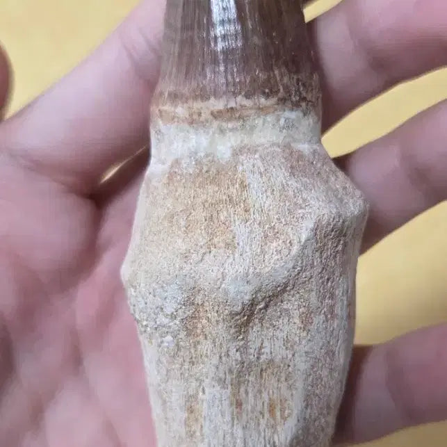 [BUNJANG] Authentic Tylosaurus Tooth Fossil / 진품 틸로사우루스 이빨 화석 판매합니다!