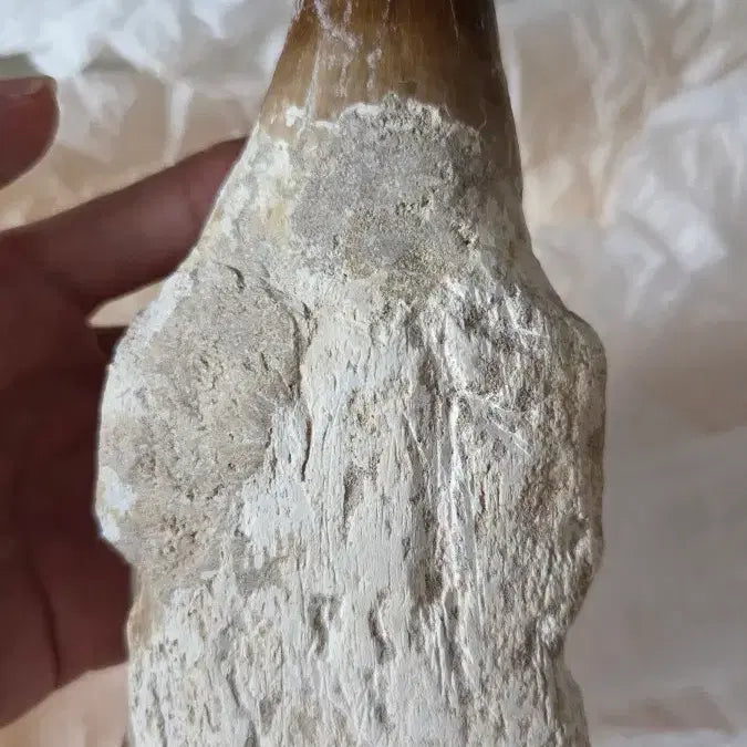 [BUNJANG] Authentic Mosasaurus Tooth Fossil with Jaw Fragment (16cm) / 진품 모사사우루스 이빨(턱 포함) 화석 판매합니다!