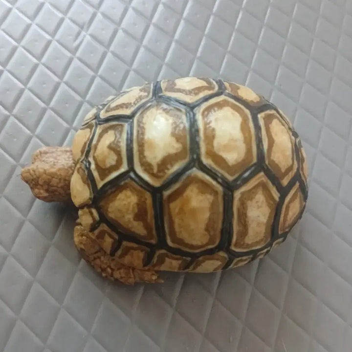 [BUNJANG] Adorable Turtle Figurine / 거북이 피규어