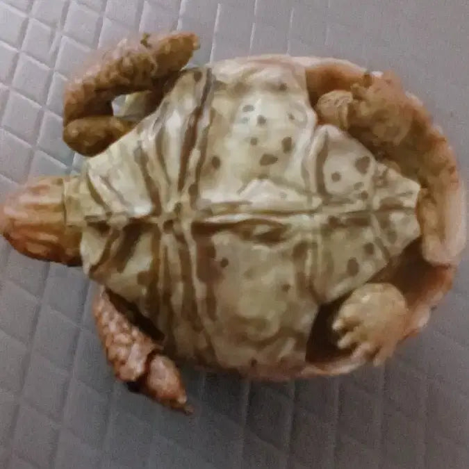 [BUNJANG] Adorable Turtle Figurine / 거북이 피규어