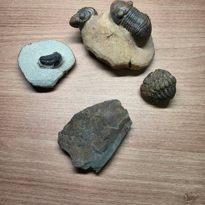 [BUNJANG] Trilobite Fossil 4-Piece Bundle / [서비스 에메랄드 원석] 삼엽충 화석 4점 일괄