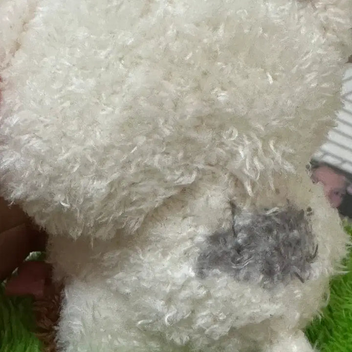 [BUNJANG] Moana Pua Plush / 모아나 실사 cgv 푸아 인형
