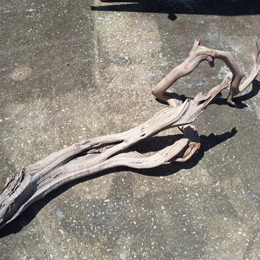 [BUNJANG] Giant American Ghost Wood Decorative Piece / 거대한 미국 초대형 고스트 우드 판매, 새 상품