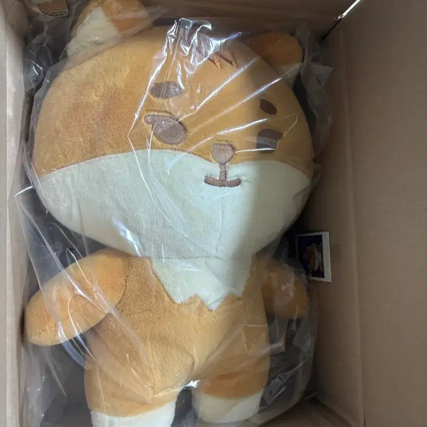 [BUNJANG] Day6 Giant Petit Merz (Polaroid Included) Bundle Set / 데이식스 자이언트 쁘띠멀즈(폴라 포함)