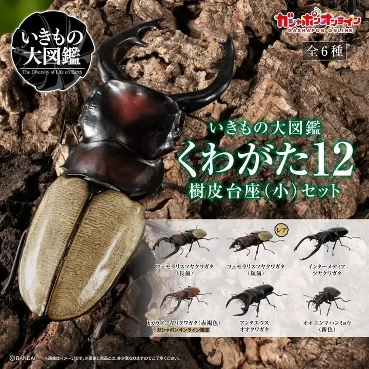 [BUNJANG] Bandai Insect Encyclopedia Stag Beetle Vol. 12 Complete Set / 반다이 생물대도감 사슴벌레 12탄
