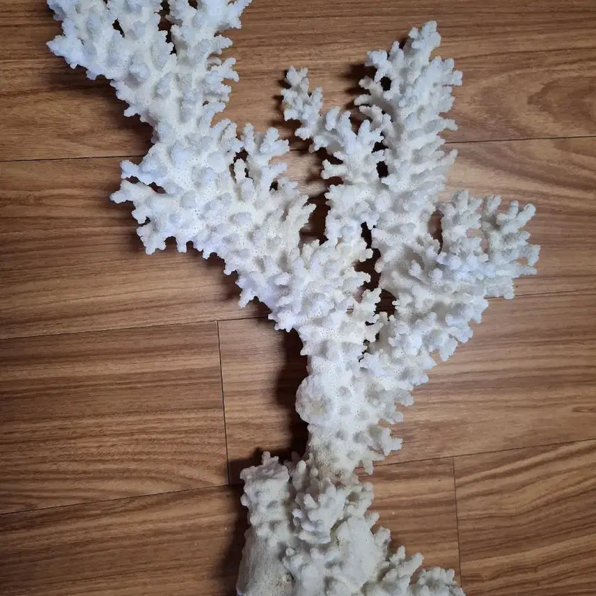 [BUNJANG] Natural Coral / 산호초