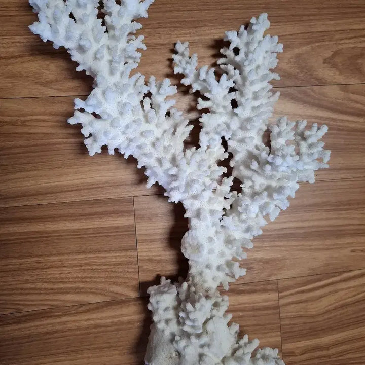 [BUNJANG] Natural Coral / 산호초