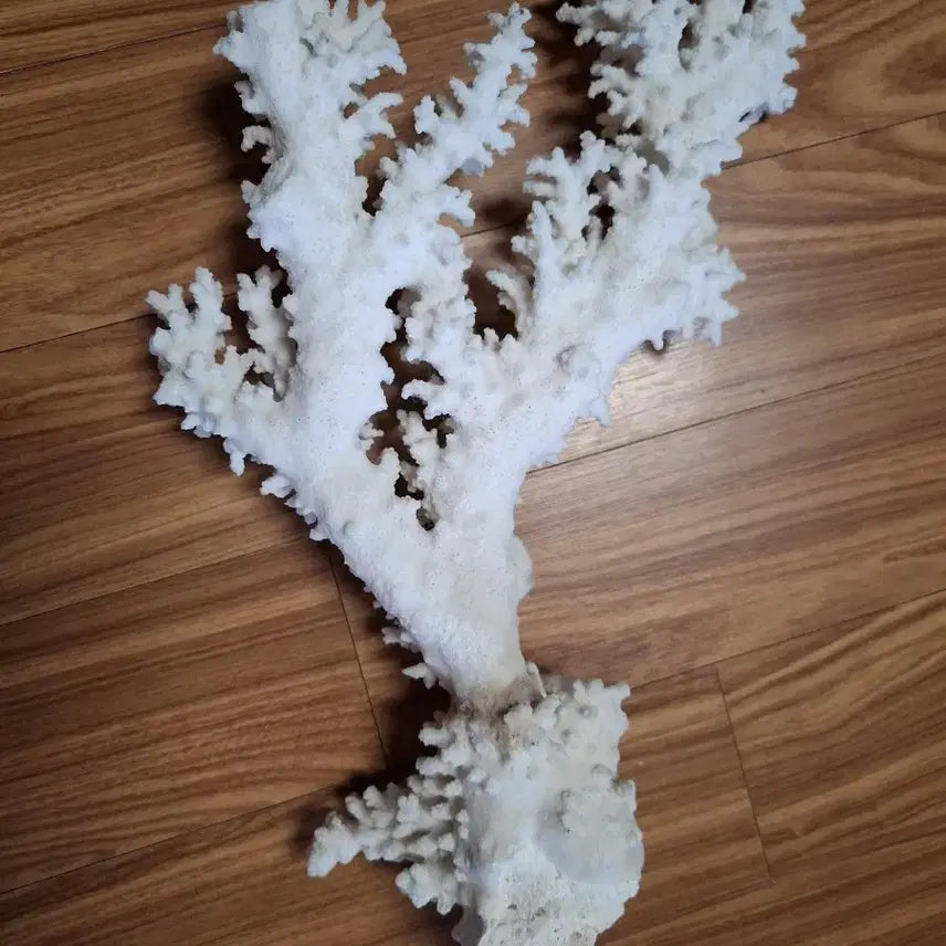 [BUNJANG] Natural Coral / 산호초
