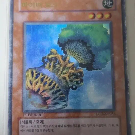 [BUNJANG] Yu-Gi-Oh! Fiber Pod 1st Edition Card / 유희왕 파이버 포드 1st