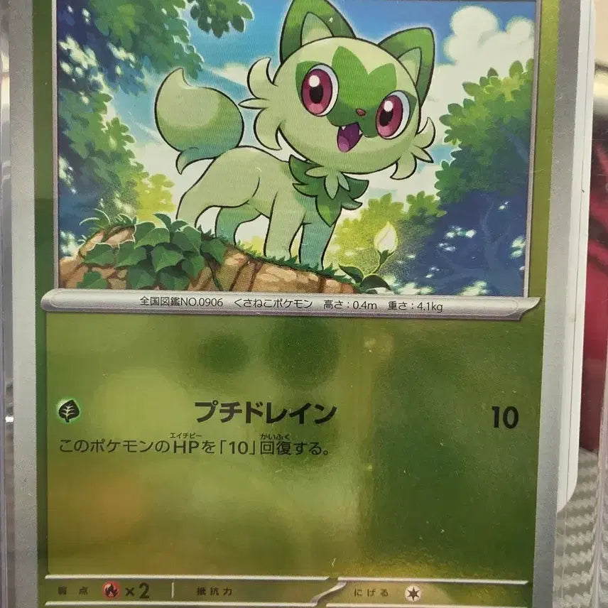 [BUNJANG] Pokemon Card Nami 70HP Promo Japanese / 포켓몬카드 나오하 70HP 프로모 일판