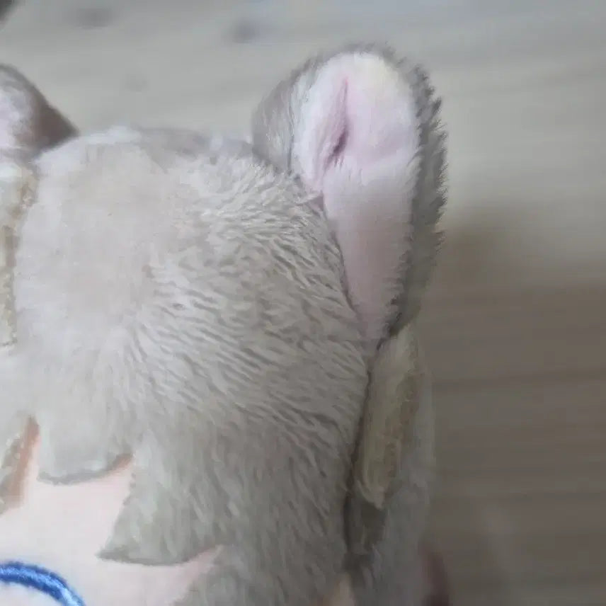 [BUNJANG] Love and Deep Space Shin Sung-hoon "Nyangjipsa" Plush Doll / 심성훈 냥집사 누이 러브앤딥스페이스 럽딥 인형 판매