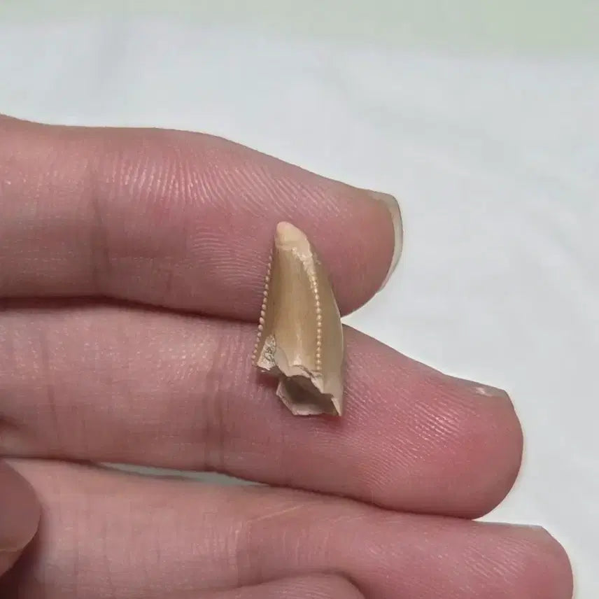 [BUNJANG] Authentic Majungasaurus Tooth Fossil / 진품 마준가사우루스 이빨 화석 싸게 판매합니다!