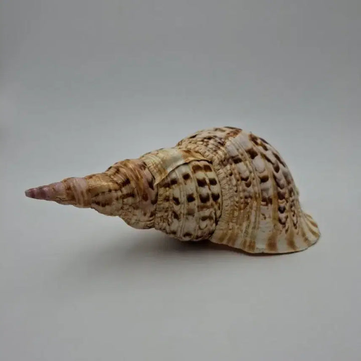 [BUNJANG] Large Giant Triton Natural Shell Decor / 대형 자이언트 트리톤 천연 조개 오브제