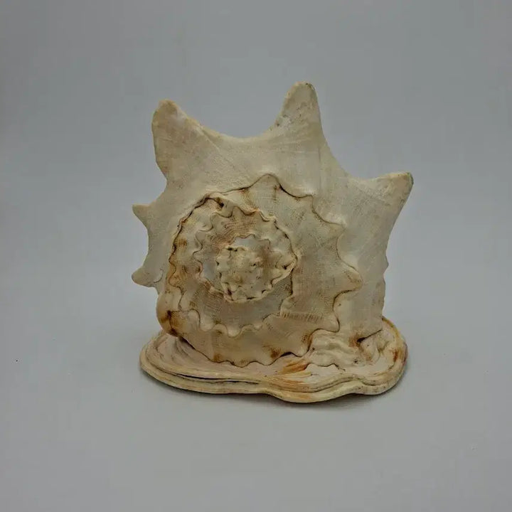 [BUNJANG] Large Horned Helmet Conch Shell Natural Object / 대형 뿔투구고둥 천연 소라 오브제