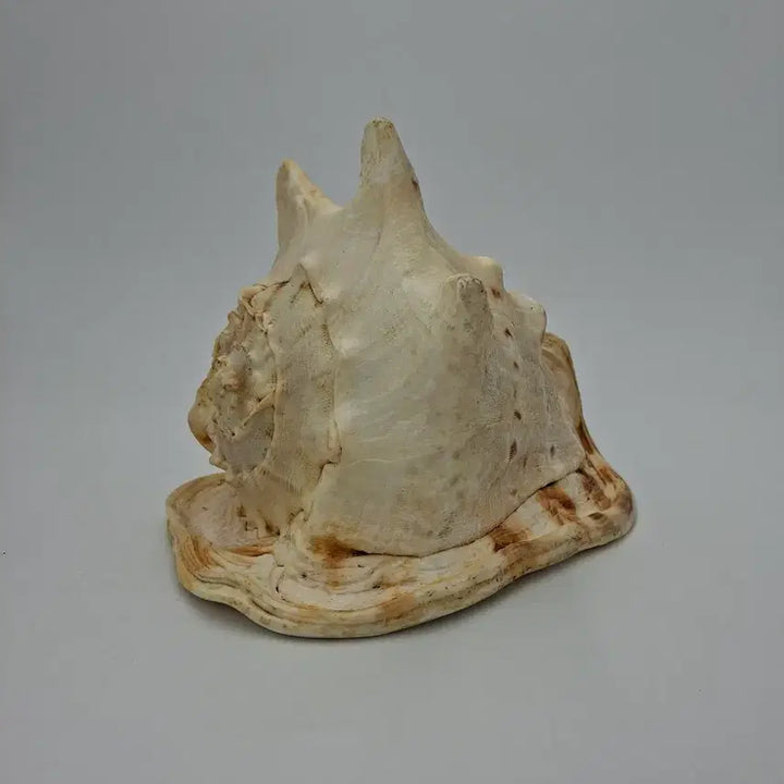 [BUNJANG] Large Horned Helmet Conch Shell Natural Object / 대형 뿔투구고둥 천연 소라 오브제