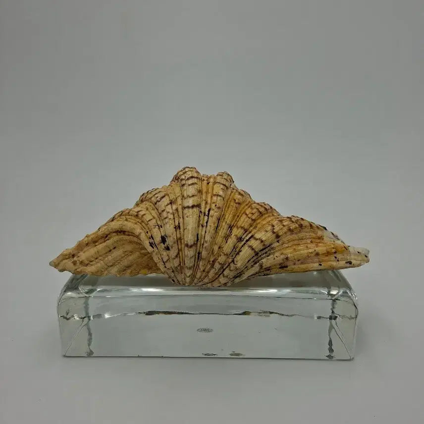 [BUNJANG] Large Hippopus Clam Natural Shell Object / 대형 곰발대왕조개 천연 패각 오브제