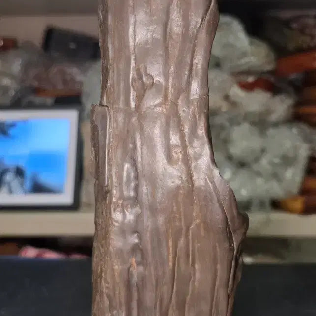 [BUNJANG] Libyan Petrified Wood Fossil / 리비아응축규화목