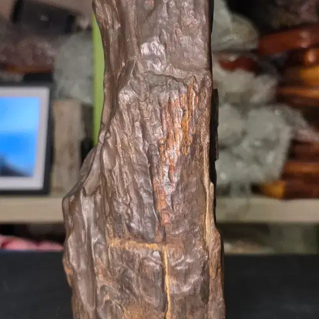 [BUNJANG] Libyan Petrified Wood Fossil / 리비아응축규화목