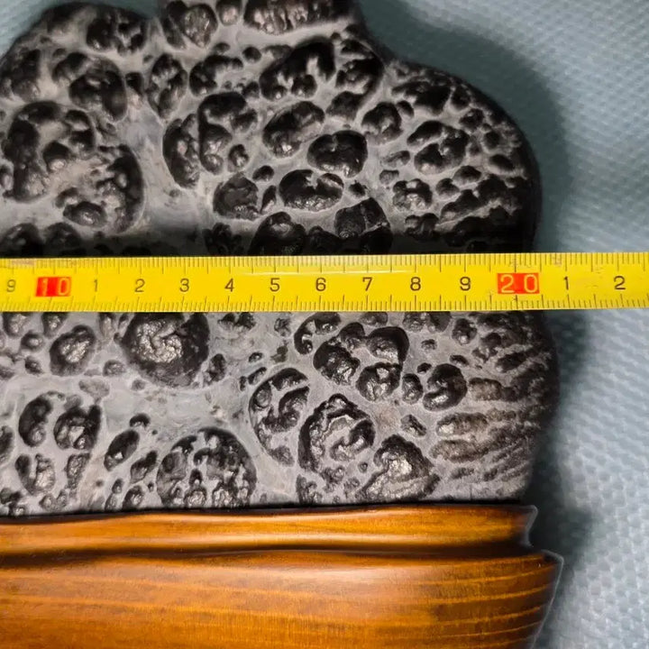 [BUNJANG] Stromatolite Fossil / 스트로마톨라이트화석