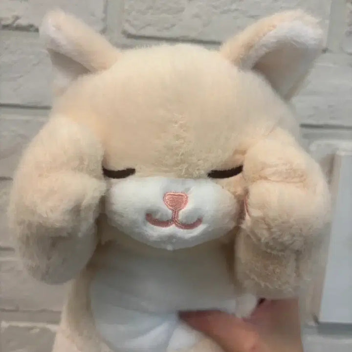 [BUNJANG] Cute Cat Plush Doll - Medium Size, Butter Color / 부끄럽냥 고양이 인형 버터색상(새상품)