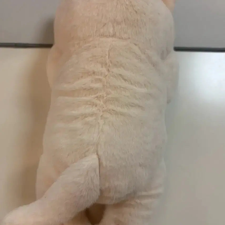 [BUNJANG] Cute Cat Plush Doll - Medium Size, Butter Color / 부끄럽냥 고양이 인형 버터색상(새상품)