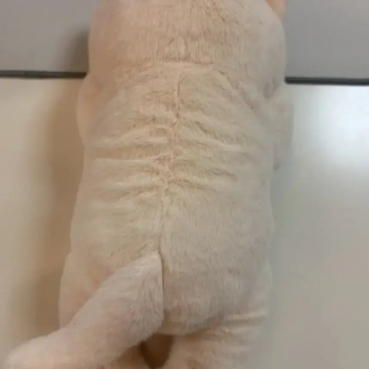 [BUNJANG] Cute Cat Plush Doll - Medium Size, Butter Color / 부끄럽냥 고양이 인형 버터색상(새상품)