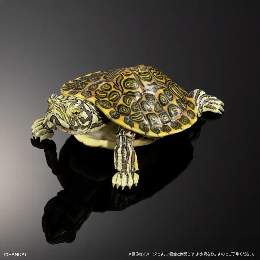 [BUNJANG] Living Creatures Encyclopedia Advance: Rio Grande Cooter / 생물대도감 어드밴스 거북02 리오그란데쿠터