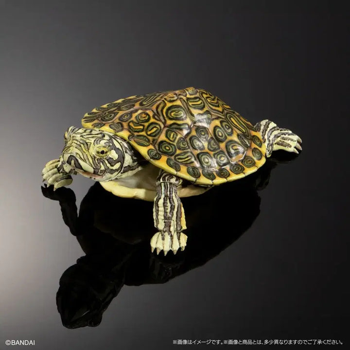 [BUNJANG] Living Creatures Encyclopedia Advance: Rio Grande Cooter / 생물대도감 어드밴스 거북02 리오그란데쿠터