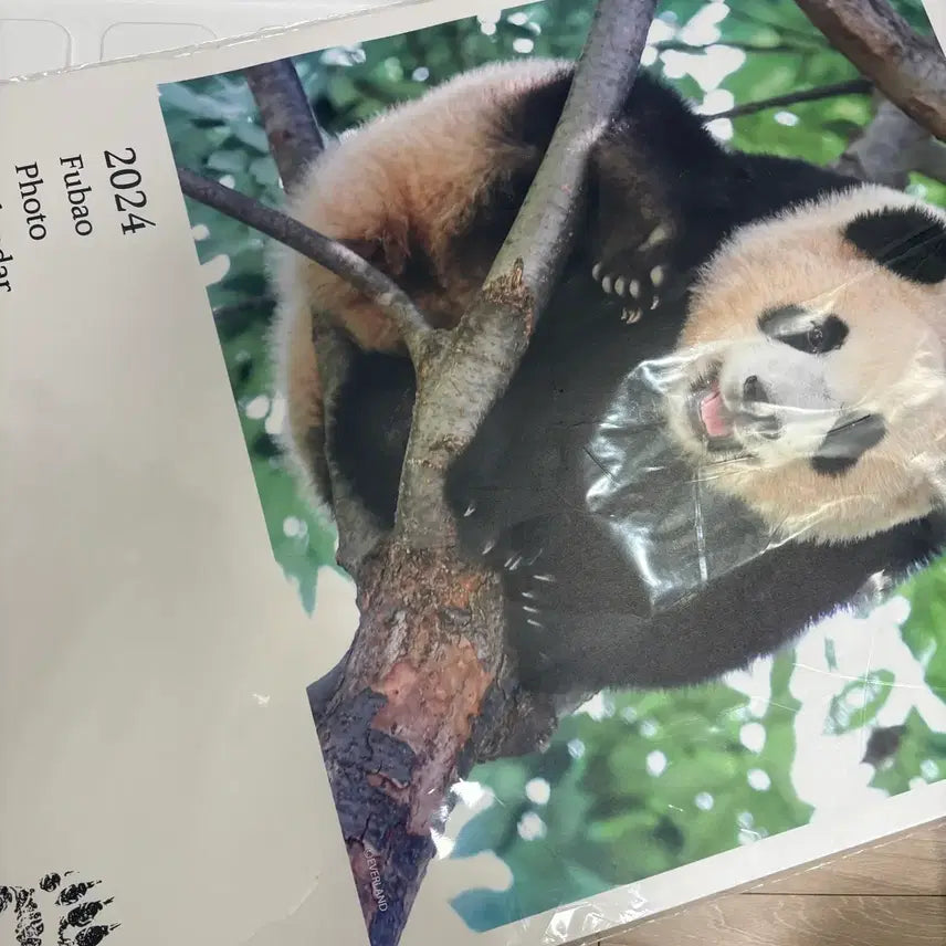 [BUNJANG] FuBao 2024-2026 Calendar Bundle Set (First Edition, Sealed) / 푸바오 초판 캘린더 일괄
