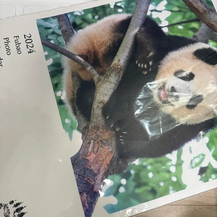[BUNJANG] FuBao 2024-2026 Calendar Bundle Set (First Edition, Sealed) / 푸바오 초판 캘린더 일괄