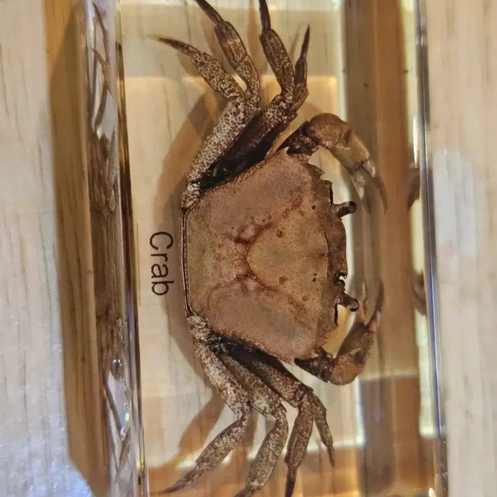 [BUNJANG] Crab Resin Specimen / 꽃게 레진 표본