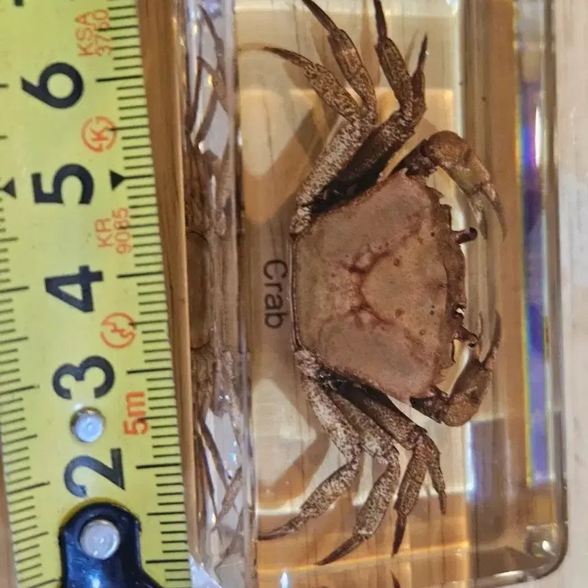 [BUNJANG] Crab Resin Specimen / 꽃게 레진 표본