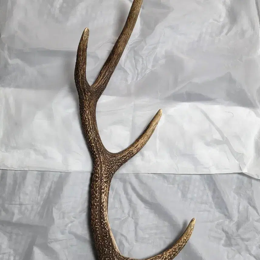 [BUNJANG] Deer Antler - Shed, Natural / 녹각 사슴뿔
