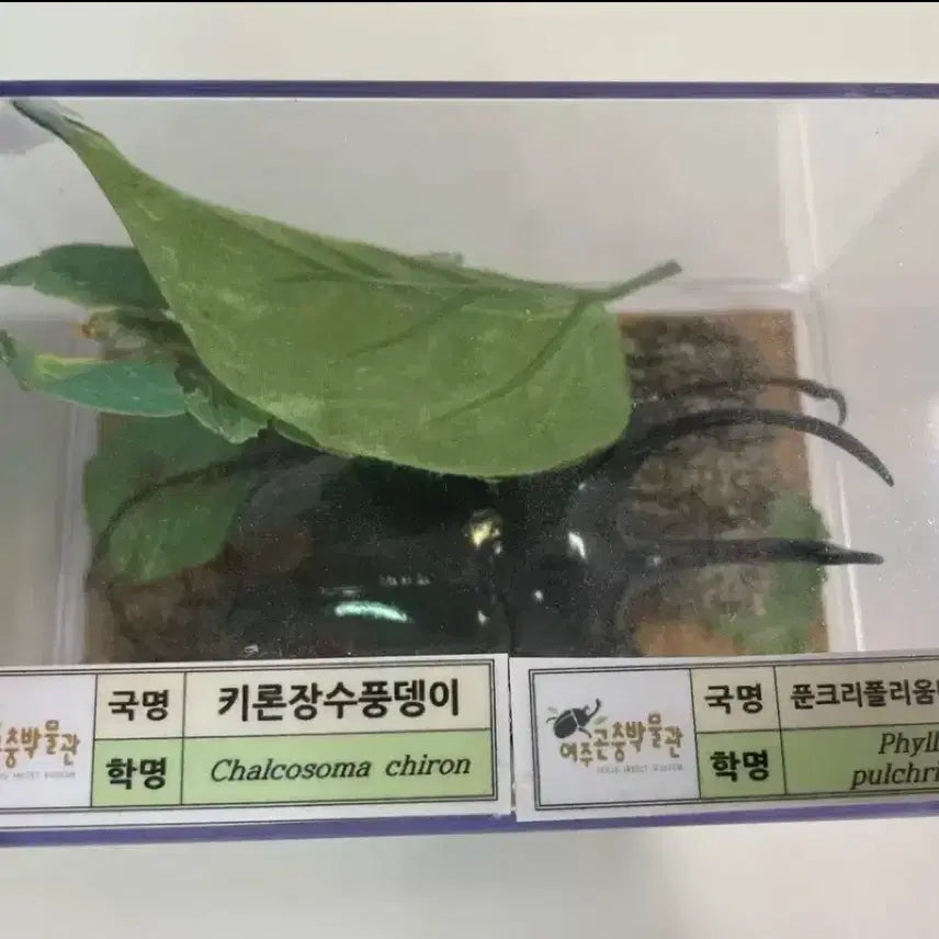 [BUNJANG] Chiron Hercules Beetle and Punctum Folium Leaf Beetle Specimen / 키론장수풍뎅이, 푼크리폴리움나뭇잎벌레 표본