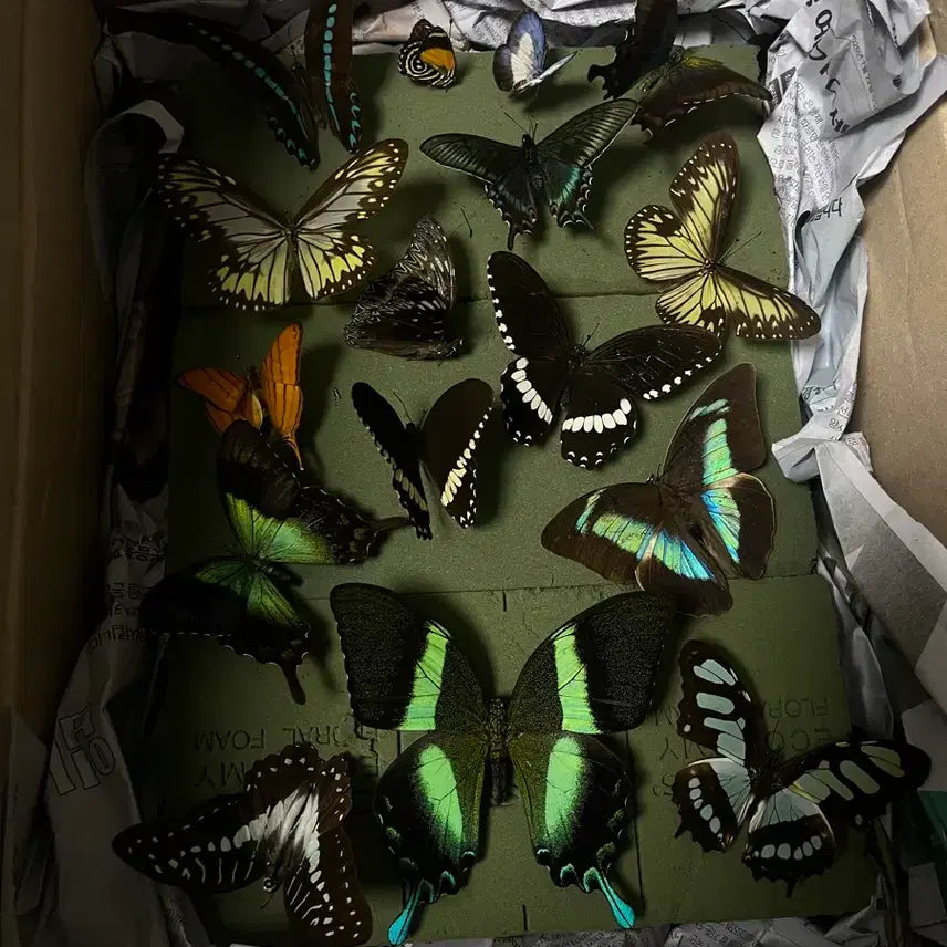 [BUNJANG] Various Butterfly Specimens / 나비 표본