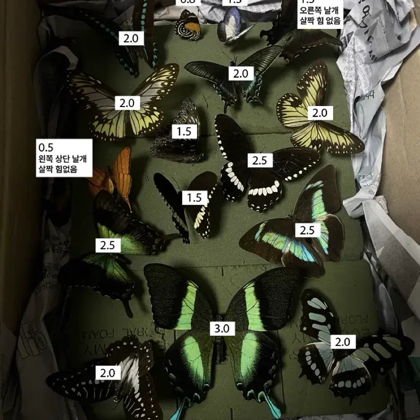[BUNJANG] Various Butterfly Specimens / 나비 표본