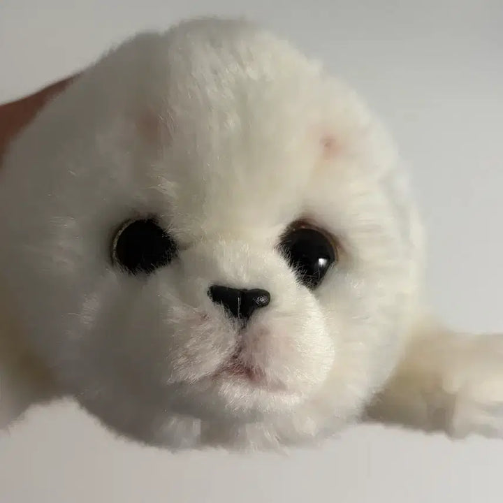 [BUNJANG] Soft Seal Plush / 물개 인형