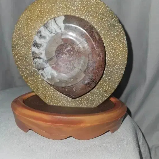 [BUNJANG] Ammonite Fossil Disc Ornament with Stand (16cm) / 천연 암모나이트류 화석 원반 장식품 16cm 받침대 포함