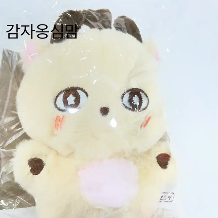 [BUNJANG] Park Jihoon &