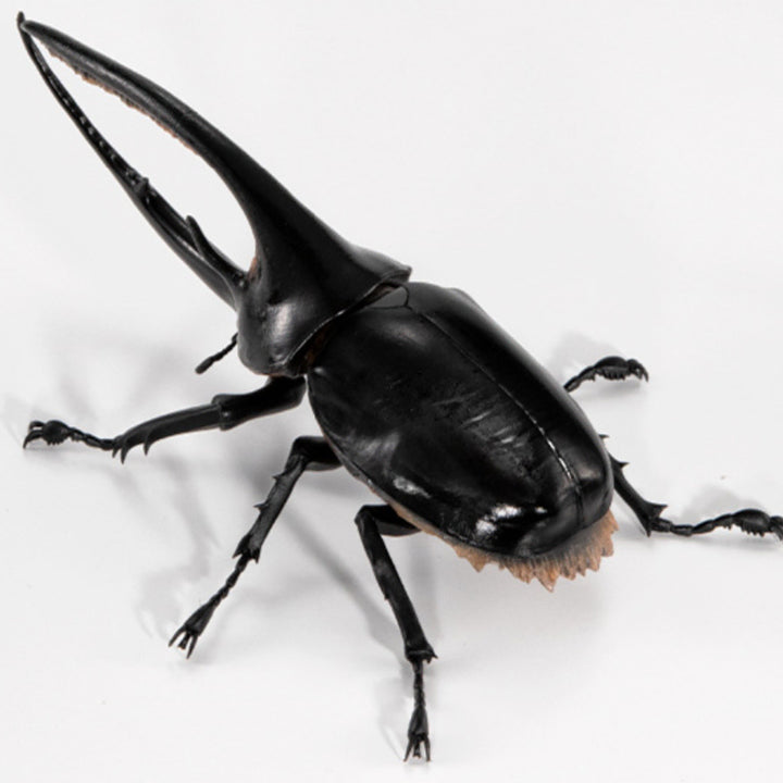 [BUNJANG] Bandai Kabutomushi 08 Neptune Atlas Beetle / [반다이 생물대도감 장수풍뎅이 08탄] 넵튠왕장수풍뎅이