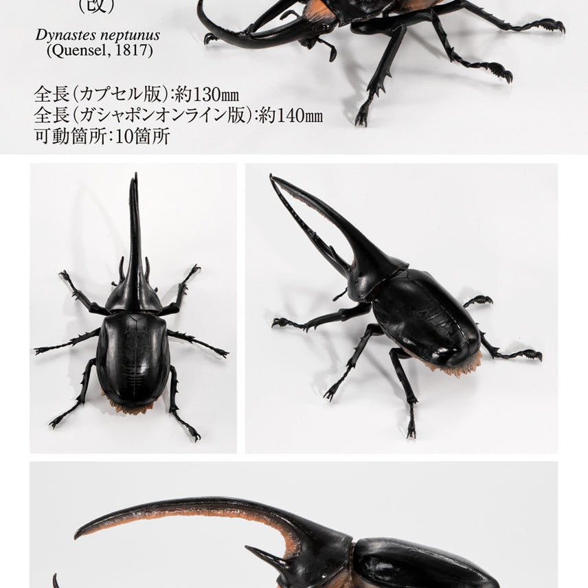 [BUNJANG] Bandai Kabutomushi 08 Neptune Atlas Beetle / [반다이 생물대도감 장수풍뎅이 08탄] 넵튠왕장수풍뎅이