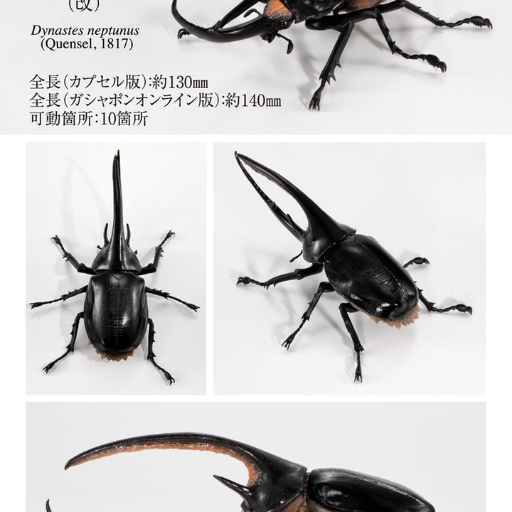 [BUNJANG] Bandai Kabutomushi 08 Neptune Atlas Beetle / [반다이 생물대도감 장수풍뎅이 08탄] 넵튠왕장수풍뎅이