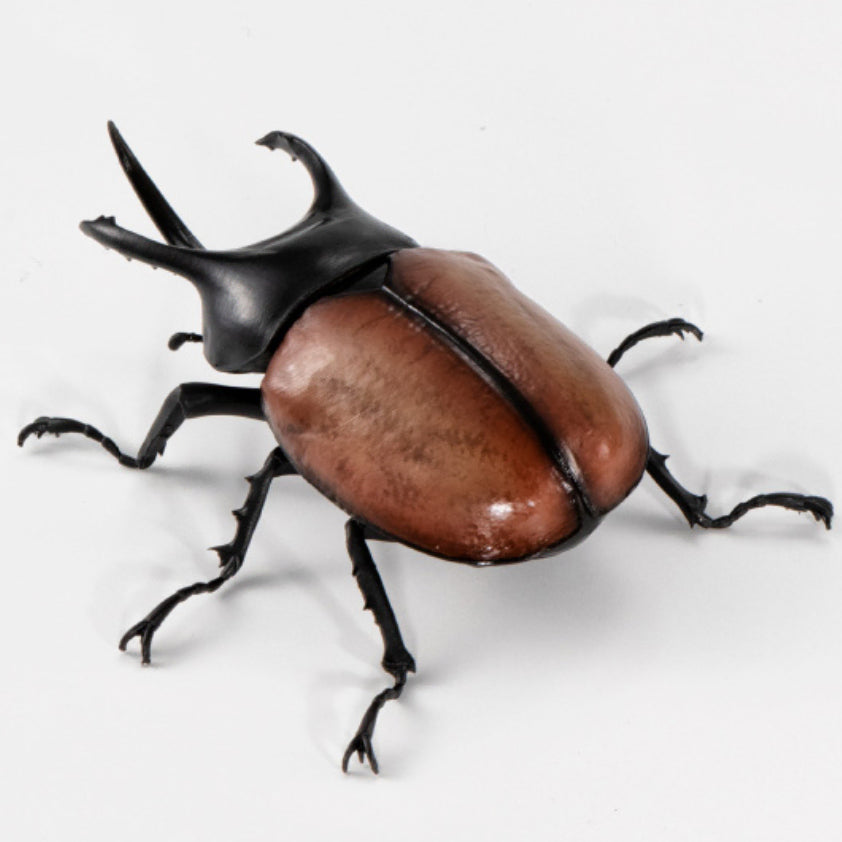 [BUNJANG] Bandai Insect Encyclopedia Stag Beetle Vol. 08, Beckari Stag Beetle / [반다이 생물대도감 장수풍뎅이 08탄] 베카리삼각뿔장수풍뎅이