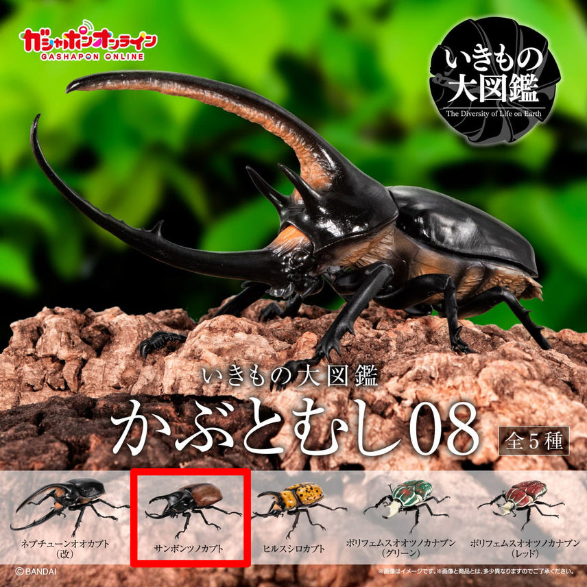[BUNJANG] Bandai Insect Encyclopedia Stag Beetle Vol. 08, Beckari Stag Beetle / [반다이 생물대도감 장수풍뎅이 08탄] 베카리삼각뿔장수풍뎅이
