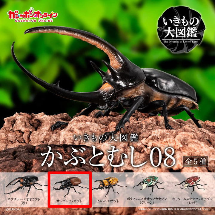 [BUNJANG] Bandai Insect Encyclopedia Stag Beetle Vol. 08, Beckari Stag Beetle / [반다이 생물대도감 장수풍뎅이 08탄] 베카리삼각뿔장수풍뎅이