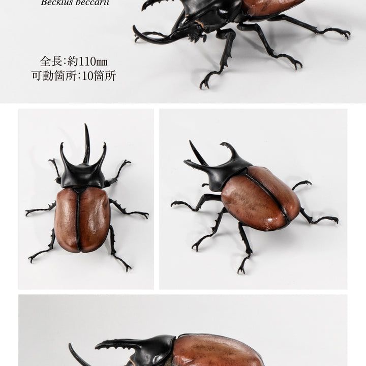 [BUNJANG] Bandai Insect Encyclopedia Stag Beetle Vol. 08, Beckari Stag Beetle / [반다이 생물대도감 장수풍뎅이 08탄] 베카리삼각뿔장수풍뎅이