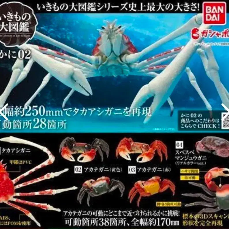 [BUNJANG] Bandai Creature Encyclopedia Crab 2 Spider Crab / 반다이 생물대도감 게 2탄 거미게 미개봉