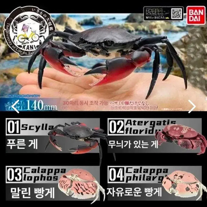 [BUNJANG] Bandai Creatures Great Encyclopedia Saw-toothed Crab Blue Crab / 반다이 생물대도감 톱날꽃게 푸른게 청게
